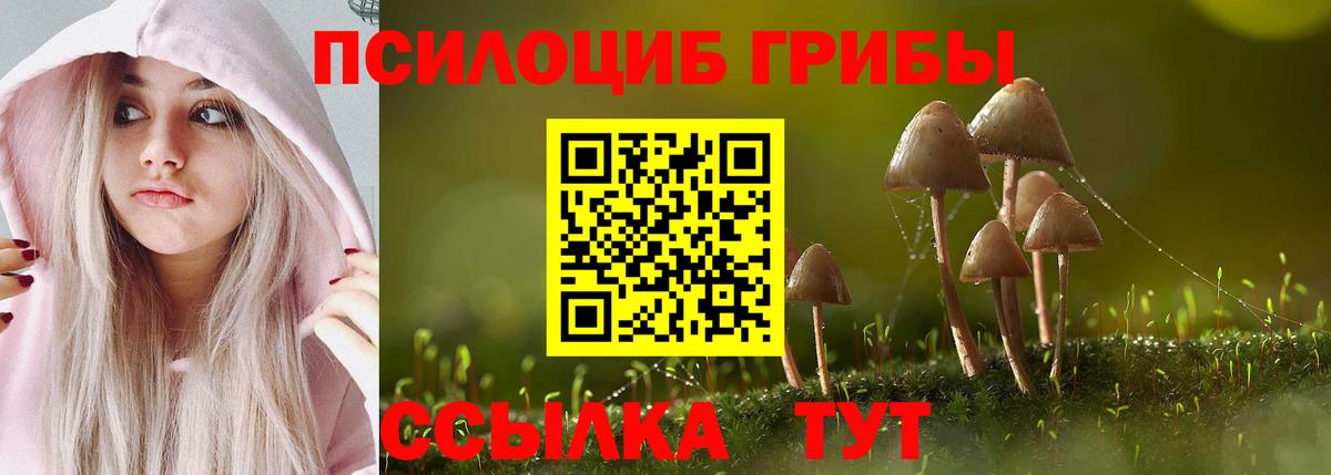 Псилоцибиновые грибы Psilocybe Гатчина